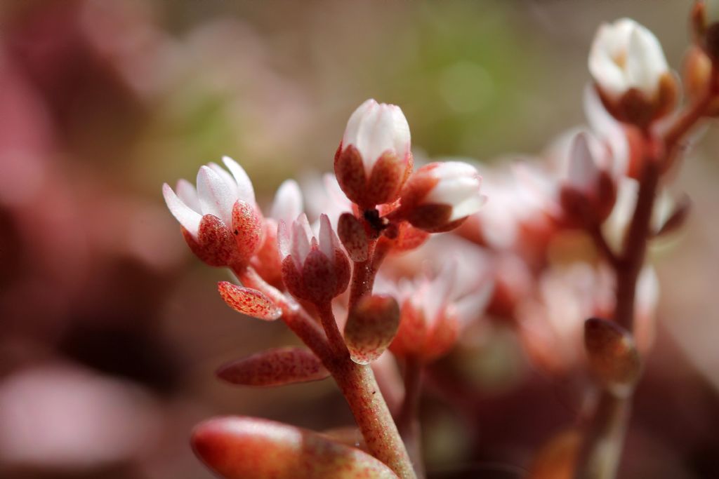 Sedum album